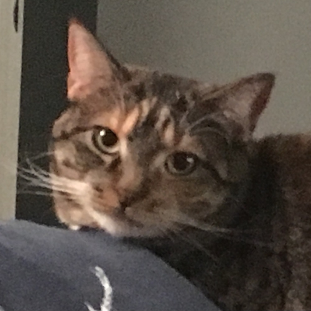 Meet your Posher, Lauren